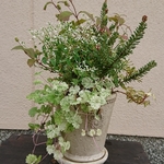 ベージュのテラコッタに同色の植物ブリコラージュ