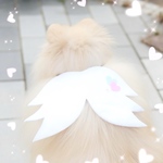 天使の羽あぶちゃん💖