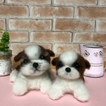 羊毛フェルト　シーズーきょうだい