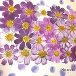 ♡new♡作家様必見♡ 小さなコスモスお花がいっぱい♡ 押し花セット