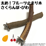 太め！フルーツ止まり木　梨と柿　2本セット