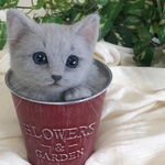 ゆいさまリクエスト品☆バケツにゃんこ☆彡令和記念価格☆ロシアンブルー☆