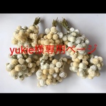 yukie様専用ページです☆千日紅ドライフラワー