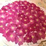 ♡new♡作家様必見♡ 人気のバーベナがいっぱい♡ 押し花セット
