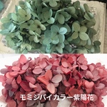お勧めバイカラーセット❣️アジサイ小分け❣️ハーバリウム花材プリザーブドフラワー