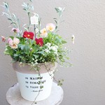 コンボルブルス『クネオルム』とかわいいお花の寄せ植え*