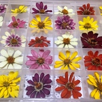 お花屋さんが作った本日のドライフラワーはジニアの特大Boxです！    Ｆ