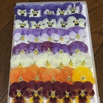 お花屋さんが作ったビオラのドライフラワー   ⑦