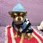 どんぐり帽子で秋のお散歩　犬 ハロウィン 帽子 コスプレ