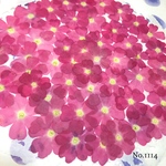 ♡new♡作家様必見♡ 人気のバーベナがいっぱい♡ 押し花セット