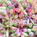 NEW✨❤︎ルビーネックレス　多肉植物