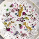 ドライフラワー  花材 小花＊アソート