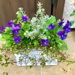 鮮やかパープルブルーのビオラ　寄せ植え