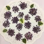  NO.214Nラスト✨ロイヤルパープルのレースフラワー／押し花素材