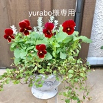 鮮やかスカーレット色ビオラ　寄せ植え