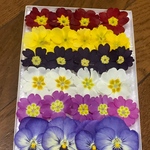 お花屋さんが作ったプリムラのドライフラワー   103