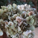 アンティーク紫陽花のドライフラワー（B級）