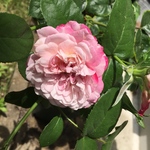 hyoujyu様ご注文分