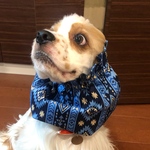 ブルー　ストライプ柄　中型犬用スヌード　犬用スヌード