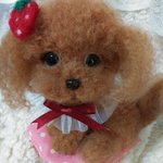トイプードルちゃん🐩♥