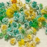    かすみ草　ドライフラワー