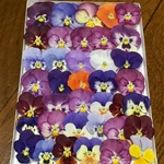 お花屋さんが作ったビオラのドライフラワー      304