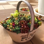 アンティークブリキ鉢 多肉植物寄せ植え♬︎