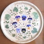 押し花素材 NO13  ビオラ グレコマ ワイヤープランツ かすみ草