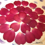 ♡new♡作家様必見♡ 少し大きめの花びらがいっぱい♡ 押し花セット