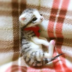 おねがいにゃんこNo.254
