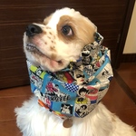 アメコミ風生地❤︎中型犬スヌード　犬用スヌード