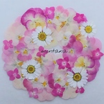 439.押し花アソート〜ピンク系 ビオラ 押し花素材