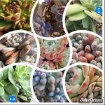 群生好き集まれ♡多肉植物♡群生セット♡抜き苗セット