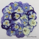 440.押し花アソート〜ブルー系 ビオラ 押し花素材
