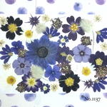 ♡new♡  ♡可愛い押し花セット♡ ♡使いやすい少量の押し花セット♡