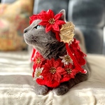 【単品決済】猫用 花冠&ポンチョ クリスマスキラキラセット 
