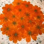 ♡new♡作家様必見♡ 可愛いコスモスお花がいっぱい♡ 押し花セット