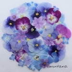 441.押し花アソート〜ブルー パープル系 お花 mix 押し花素材