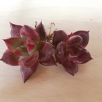 レッドプラム⭐️tさまオーダー⭐️多肉植物⭐️エケベリア