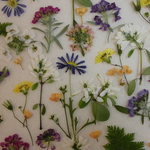押し花 素材 ブラキカム他小花セット💐
