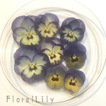 ビオラグラデーションセット