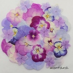 442.押し花アソート〜パープル系 ビオラ お花 mix 押し花素材