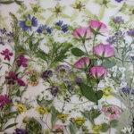 押し花素材 ブラキカム他小花セット💐