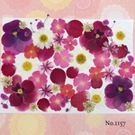 ♡new♡  ♡可愛い押し花セット♡ ♡使いやすい少量の押し花セット♡