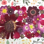 ♡new♡  ♡可愛い押し花セット♡ ♡使いやすい少量の押し花セット♡