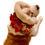 華やかなクリスマス／犬スヌード 