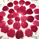 ♡new♡作家様必見♡ 花びらがいっぱい♡ 押し花セット