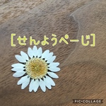 きんきら様専用