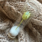 瑪瑙花の標本