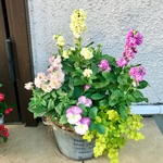 甘〜い香り♡ 八重咲きストックのブリキポット寄せ植え